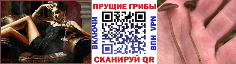 Псилоцибиновые грибы Psilocybe  Калуга 